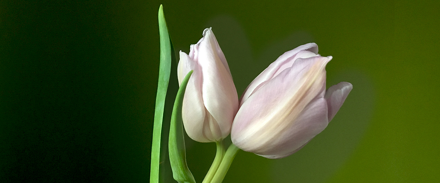 Parte-Sterbenskaertchen
