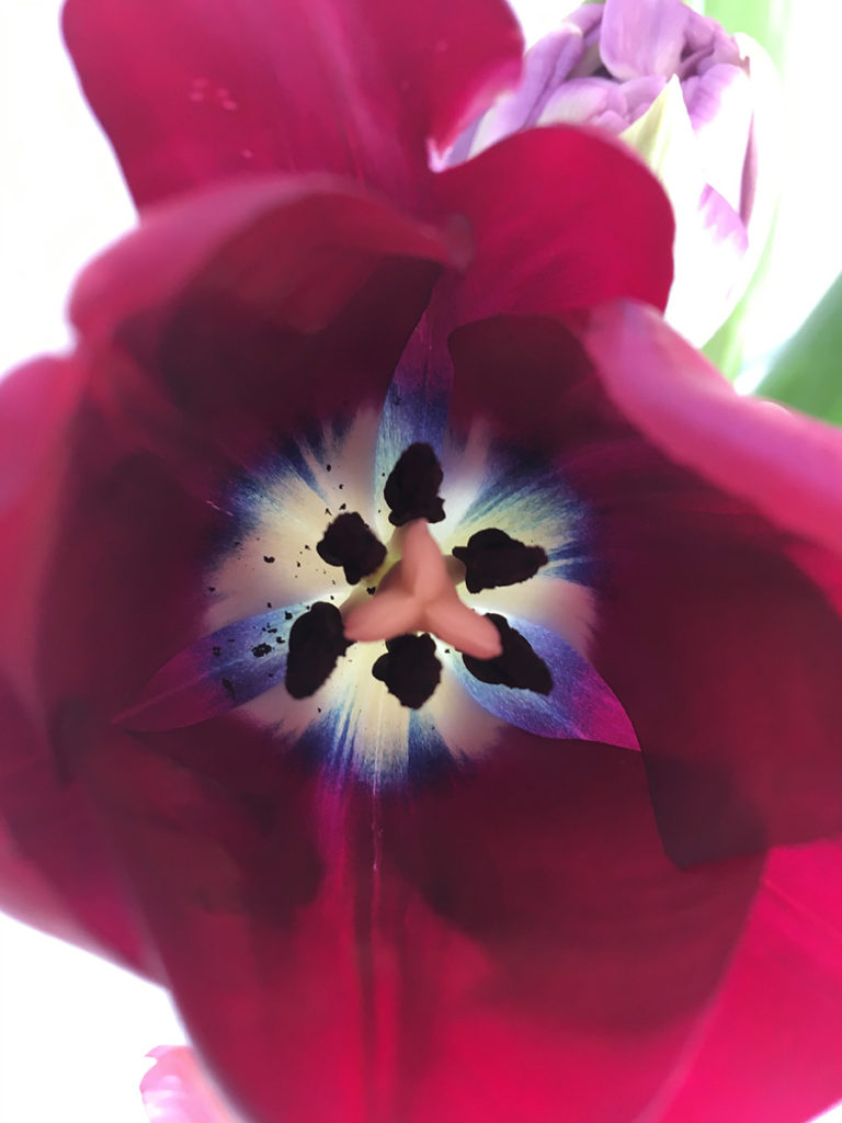 Tulpe-bunt