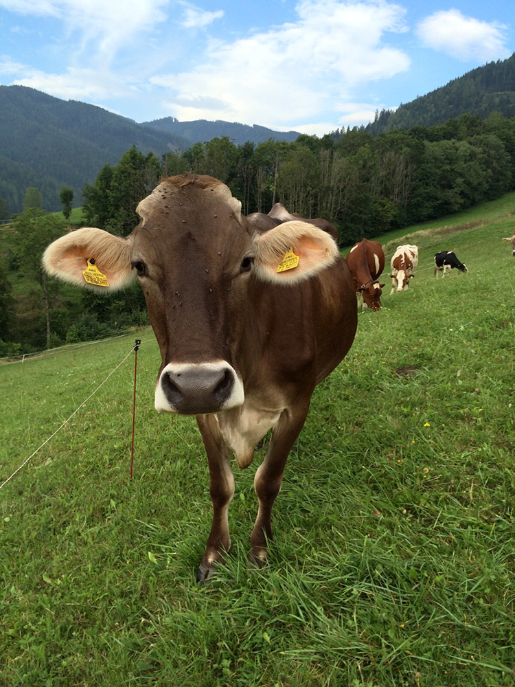 oberhofkuh