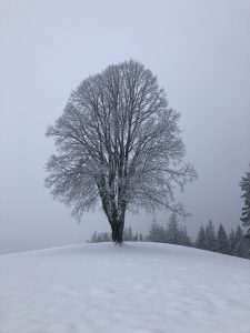 winterbaum